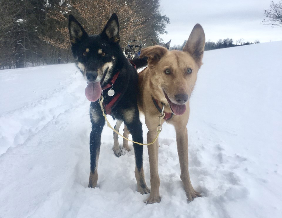 Mary Beth Logue has love for dog sled mushing News, Sports, Jobs